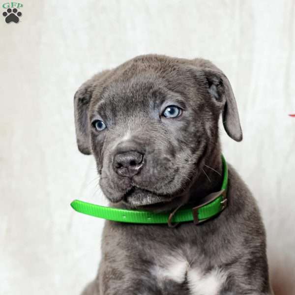 Ella, Cane Corso Puppy